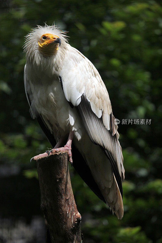 埃及秃鹫(Neophron percnopterus)。
